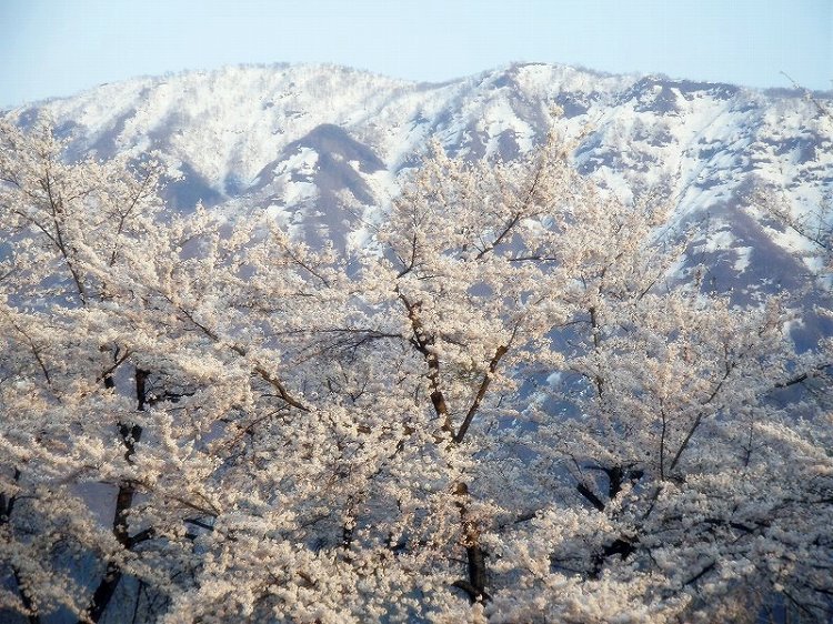 桜と残雪